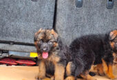 German shepherd puppies available