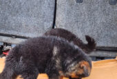 German shepherd puppies available