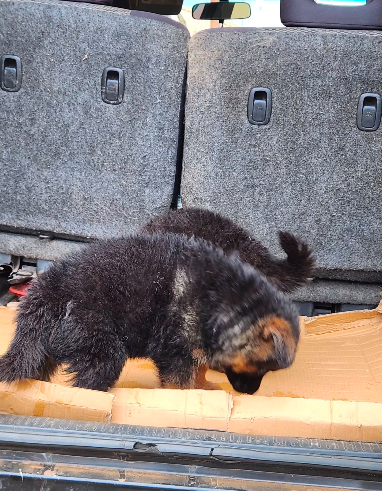 German shepherd puppies available