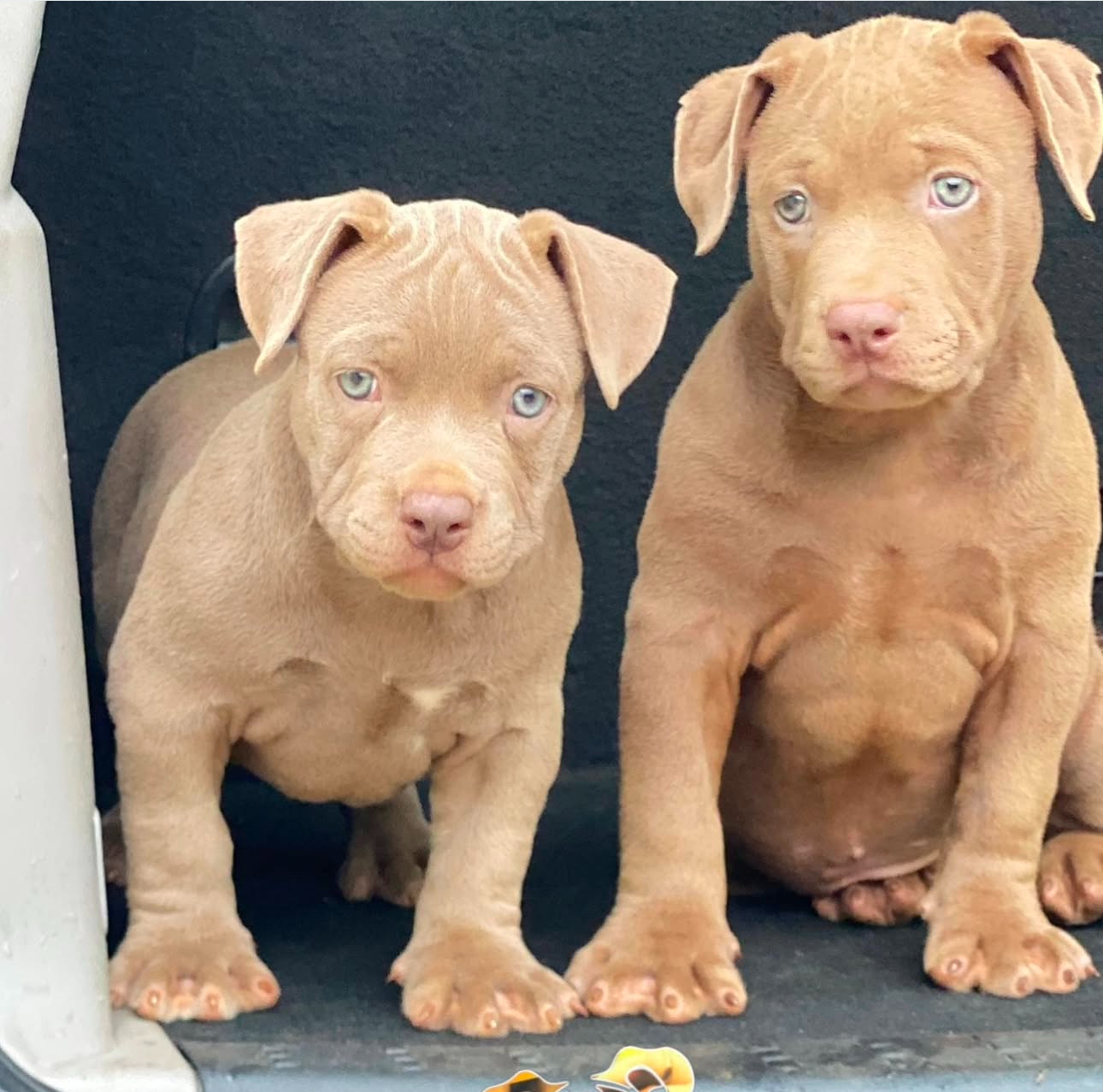 American bully puppies available for sale