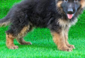 German shepherd puppies available for sale