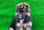 German shepherd puppies available for sale