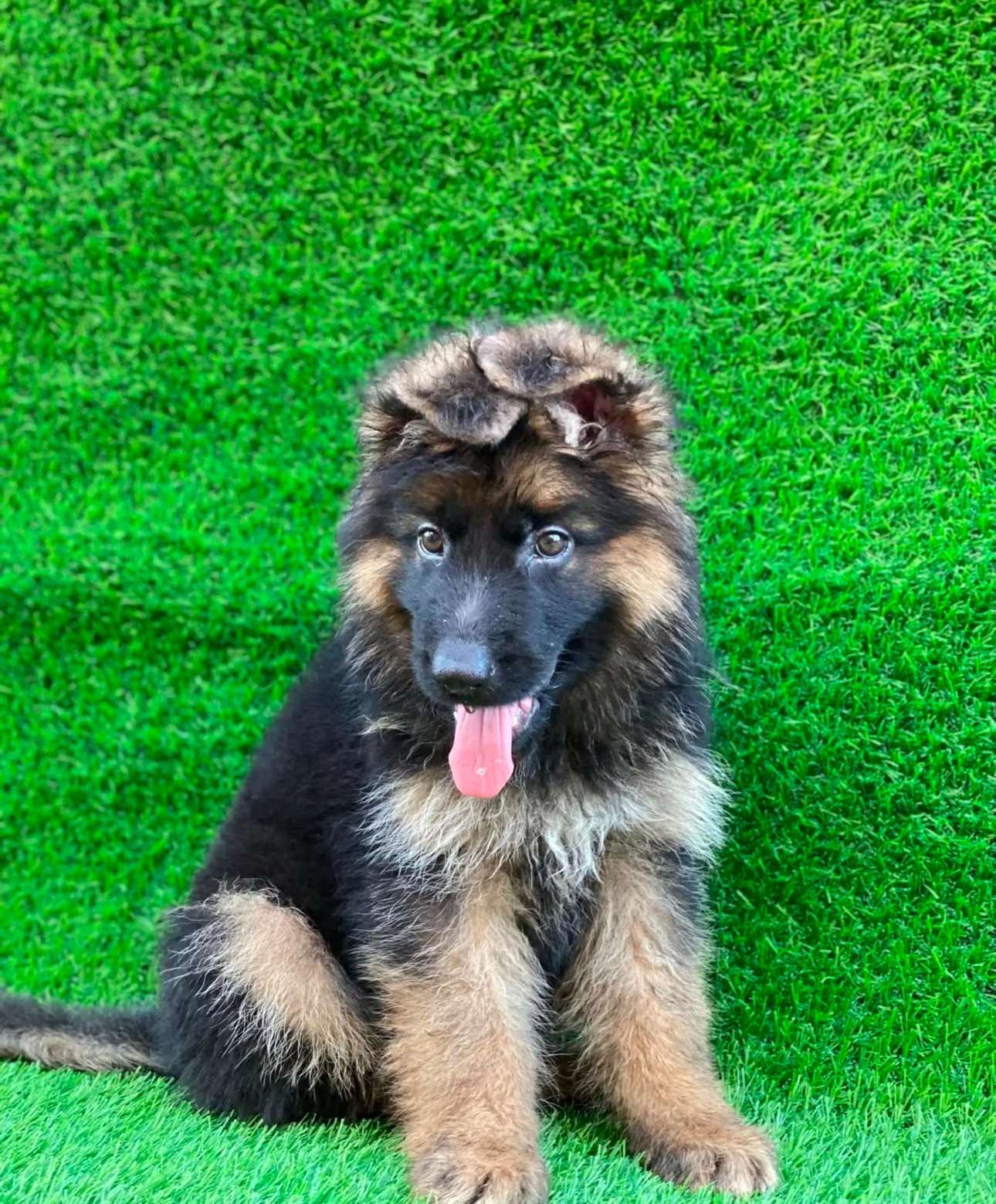 German shepherd puppies available for sale
