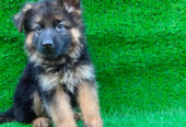 German shepherd puppies available for sale
