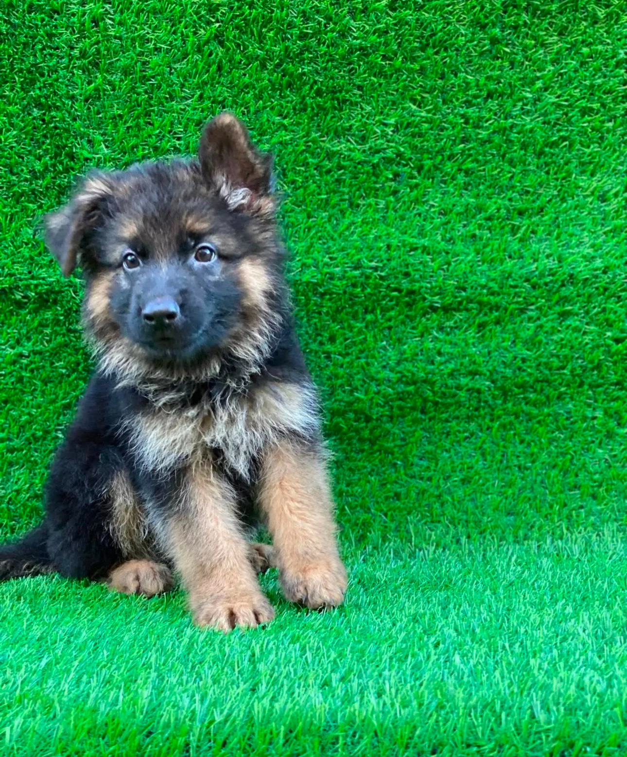 German shepherd puppies available for sale