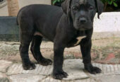 Boerboel puppies available for sale