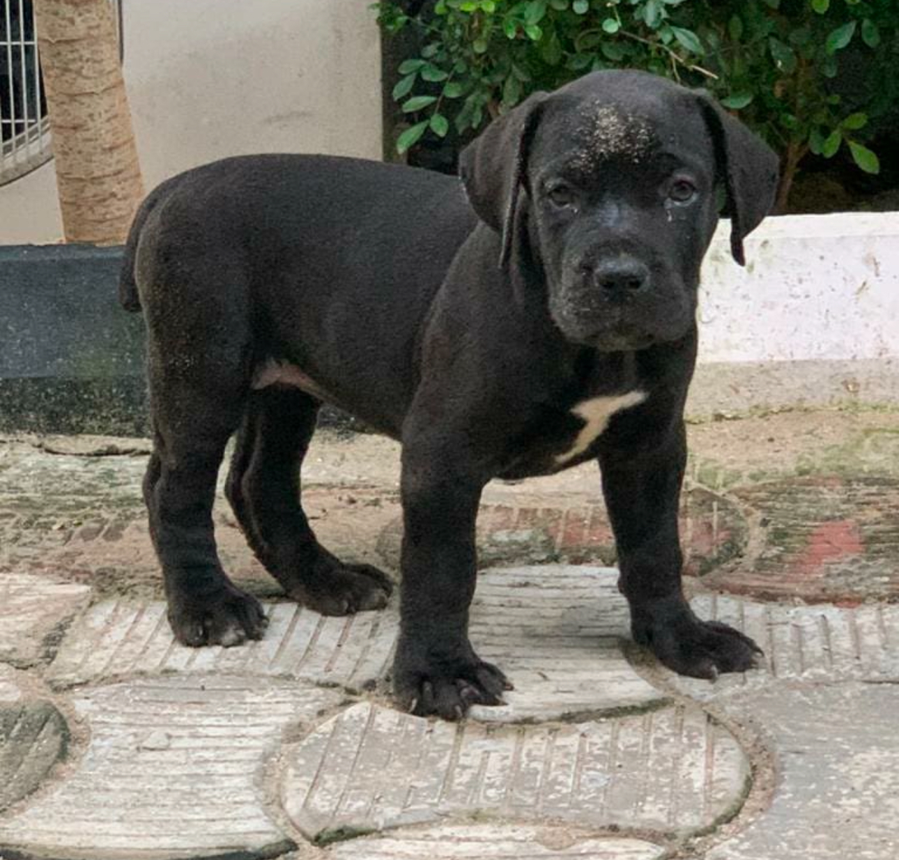 Boerboel puppies available for sale
