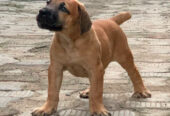 Boerboel puppies available for sale