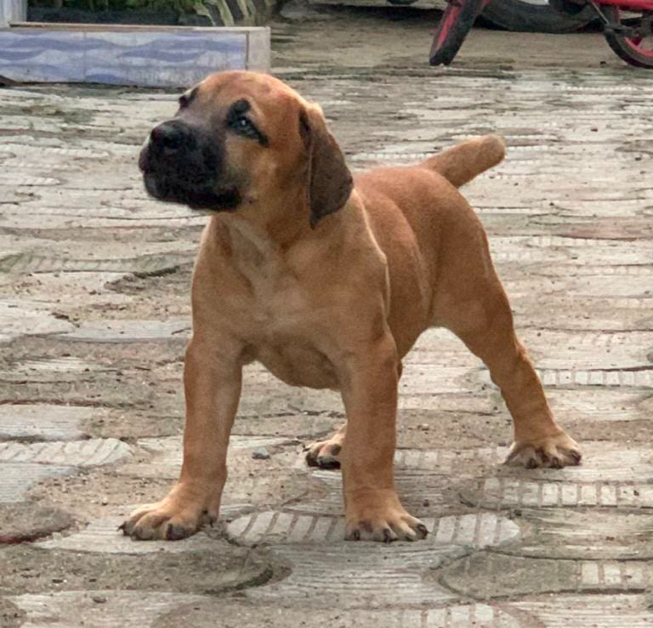 Boerboel puppies available for sale