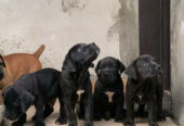 Boerboel puppies available for sale