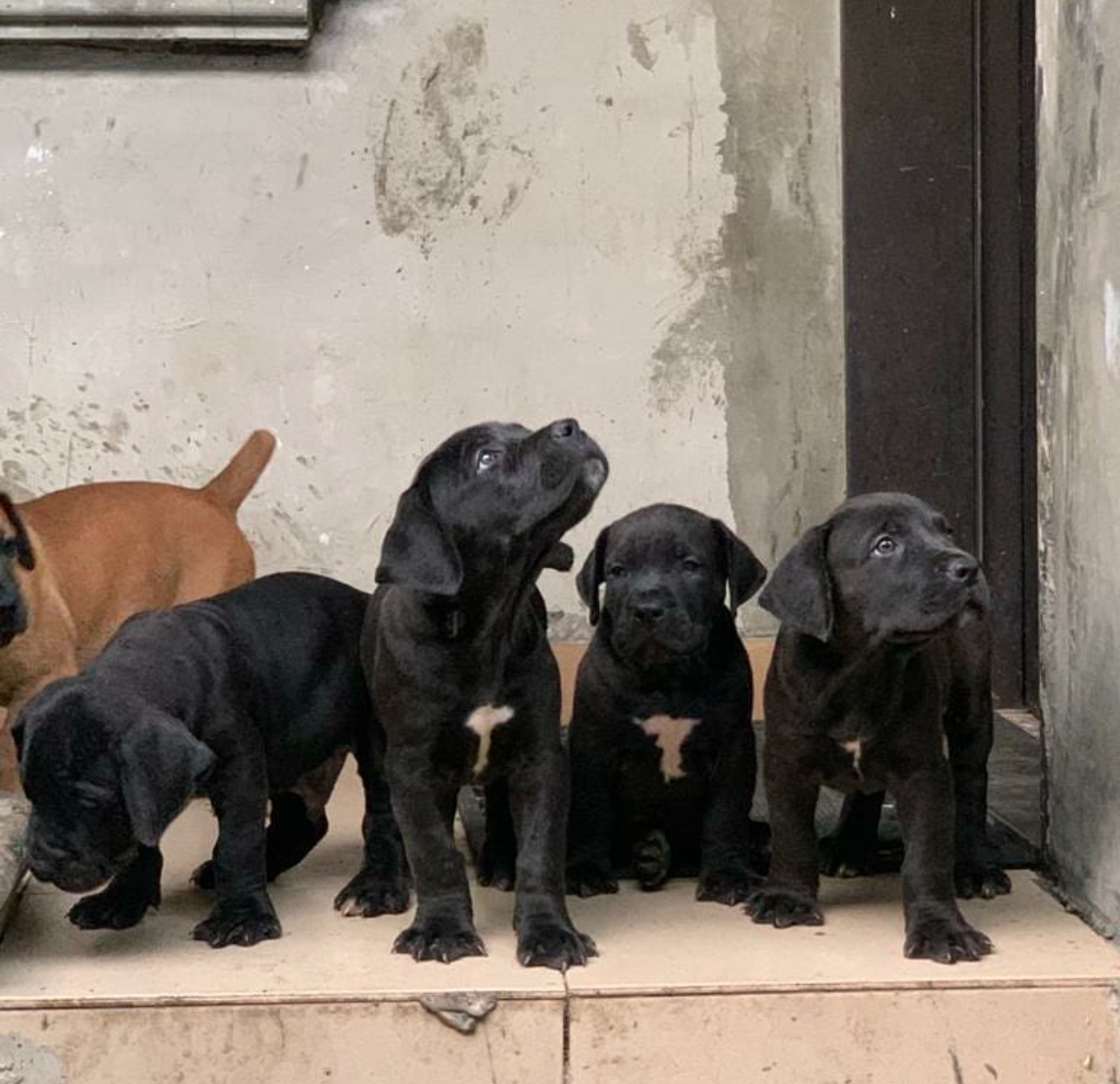 Boerboel puppies available for sale
